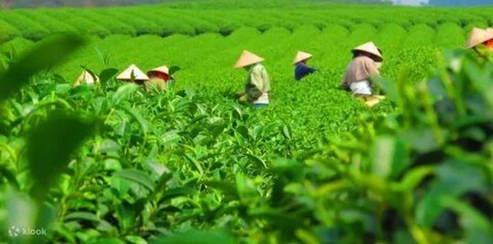 Nội dung: Trong một bóng mát trong mùa hè nóng bỏng, một cột mốc trong lịch sử nhạc